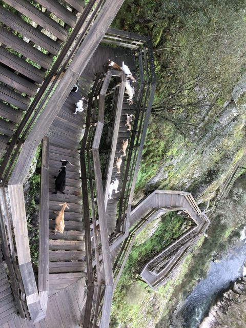 Paiva Walkways and Suspension Bridge - Geopark and Waterfall Experience