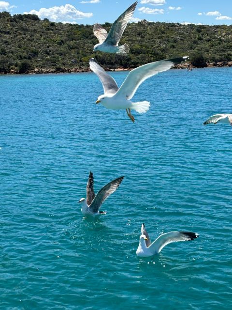 Palau/La Maddalena Archipelago, Tour, Excursion on Sailboat - Key Points