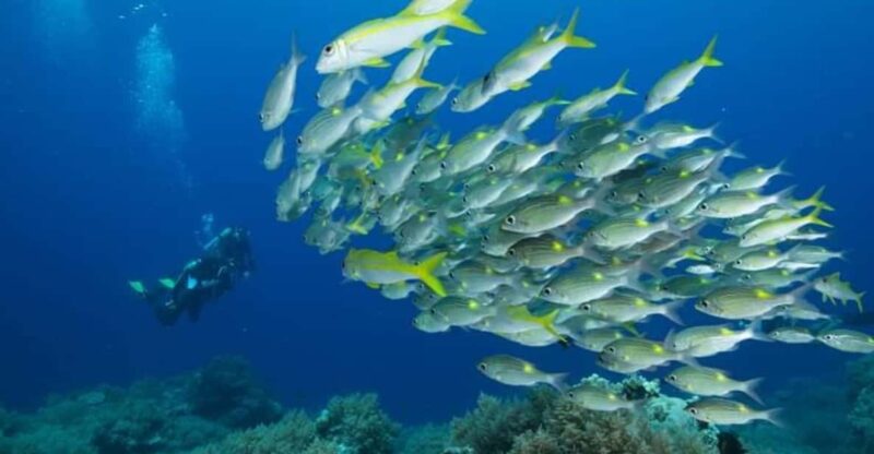 PALAUI REEF TOUR (Private) - Destination Highlights