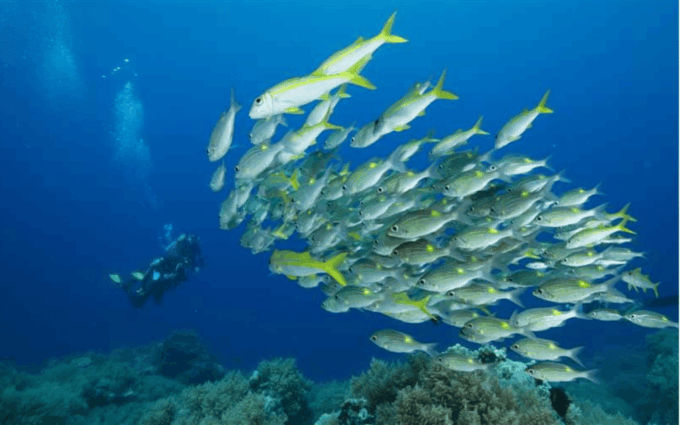 PALAUI REEF TOUR (Private) - Frequently Asked Questions