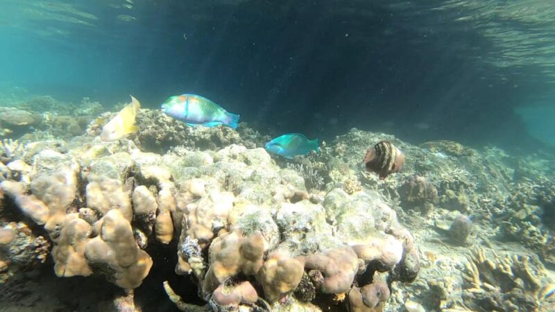 Palawan: Adventure of Dugong Watching and Island Snorkeling - Key Points