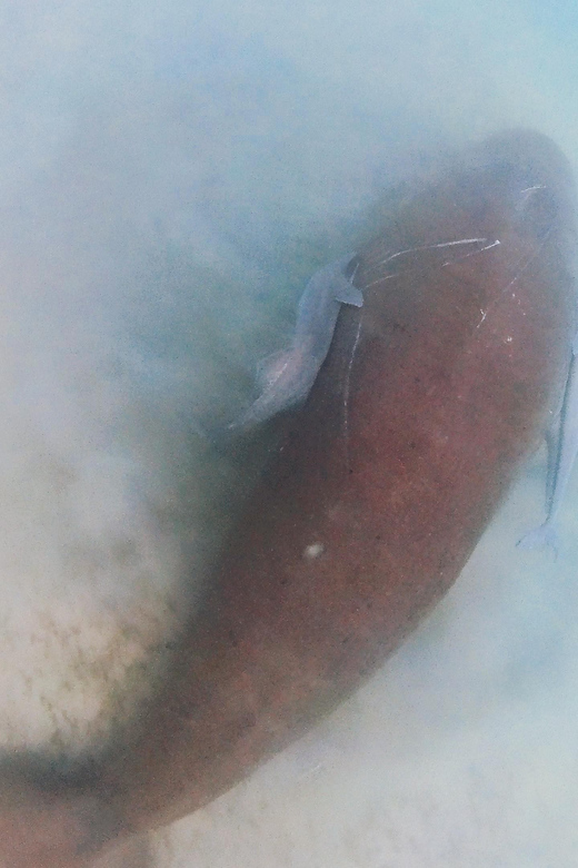 Palawan: Adventure of Dugong Watching and Island Snorkeling - Pickup Locations and Transportation