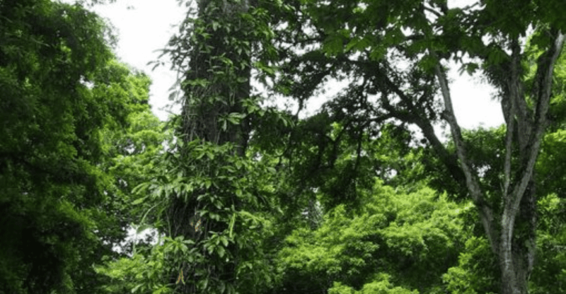 Palenque: 2 Days Jungle Rafting Expedition - Rafting Adventure