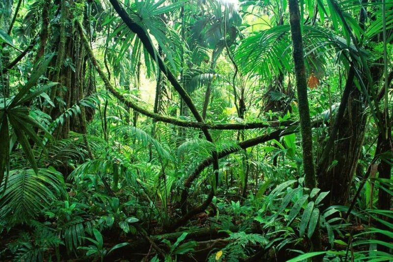 Palenque: Lacandona Jungle Path - Ecotourism Adventure - Key Points