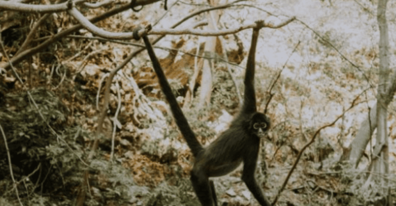 Palenque: Lacandona Jungle Path - Ecotourism Adventure - Experience Highlights