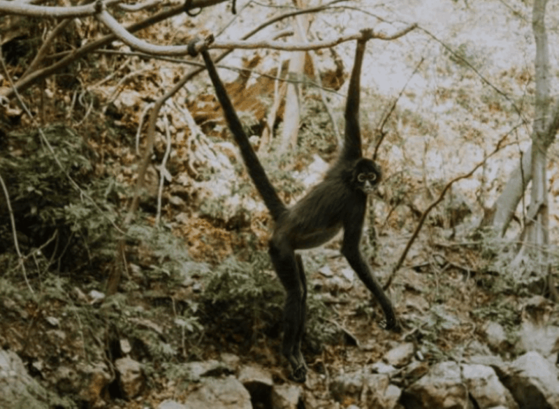 Palenque: Lacandona Jungle Path - Ecotourism Adventure - Booking Information