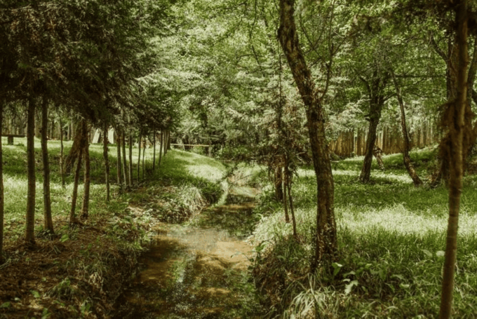 Palenque: Lacandona Jungle Path - Ecotourism Adventure - Delicious Meals Provided