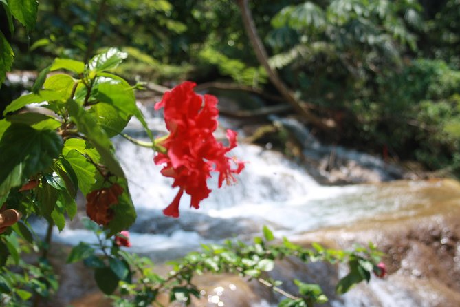 PALENQUE Ruins, AGUA AZUL and MISOL-HA (Private From PALENQUE or San Cristobal) - Guest Reviews and Feedback