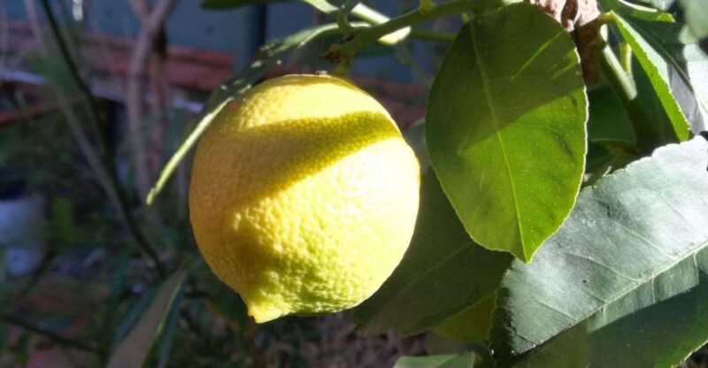 Palermo: Cooking and Limoncello Class - Class Structure