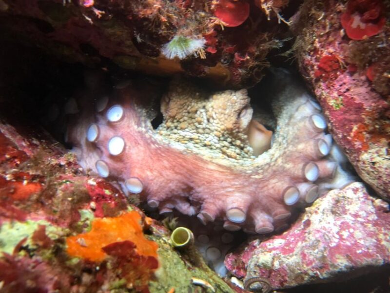 Palermo: Full-Day Snorkeling Boat Tour With Lunch and Wine - Customer Feedback
