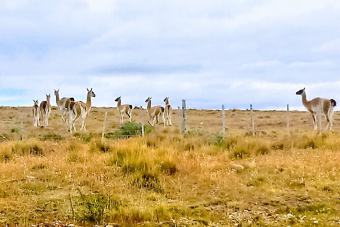 Pali Aike Full-Day Adventure From Punta Arenas - Venture Into Pali Aike