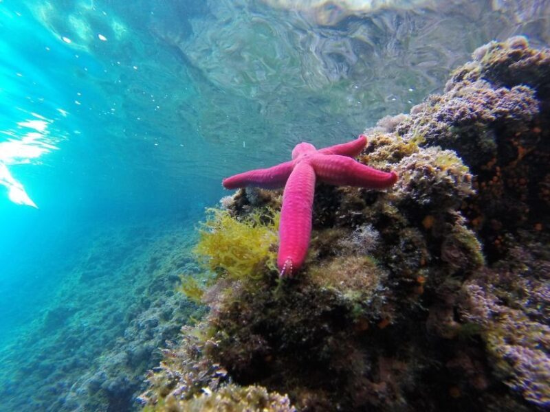 Palinuro: Coast of Myth Boat Tour - Contact and Meeting Information
