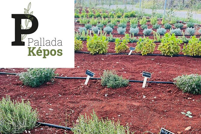 Pallada Semi-Private Olive Oil Tours in Sternes, Chania - Meeting Information