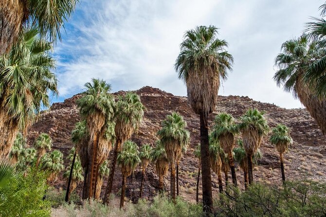 Palm Springs Desert Oasis Hike in Indian Canyons - Key Points