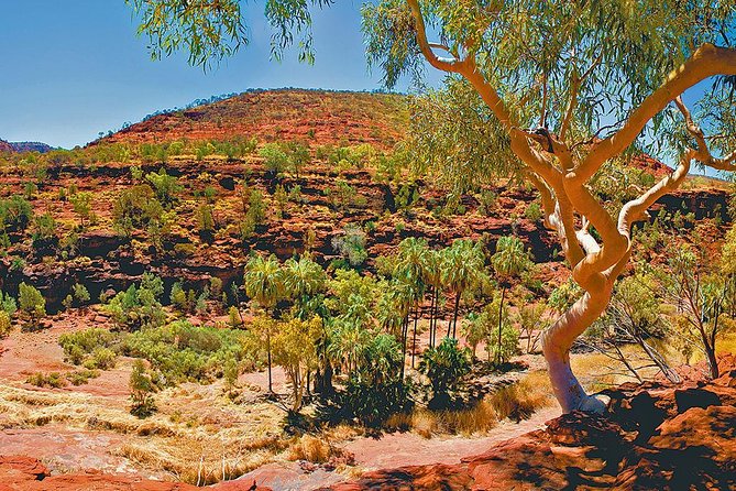 Palm Valley 4WD Tour From Alice Springs - Scenic Views and Landscapes