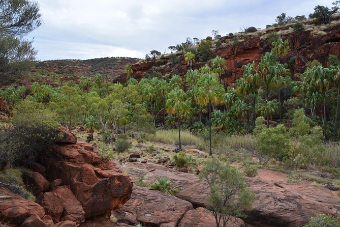 Palm Valley and Hermannsburg 1 Day 4WD Tour - Ratings and Reviews