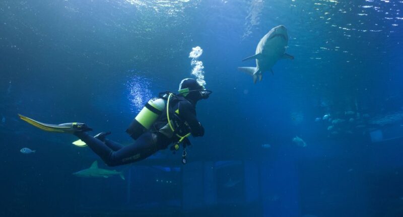 Palma De Mallorca: Shark Dive at Palma Aquarium - Key Points