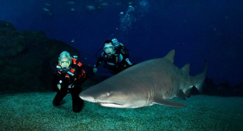 Palma De Mallorca: Shark Dive at Palma Aquarium - Inclusions and Requirements