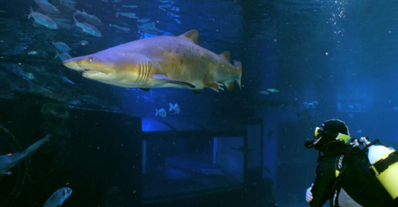 Palma De Mallorca: Shark Dive at Palma Aquarium - Safety Measures
