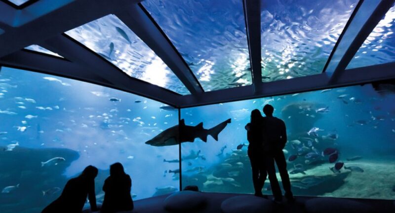 Palma De Mallorca: Shark Dive at Palma Aquarium - Preparing for the Dive