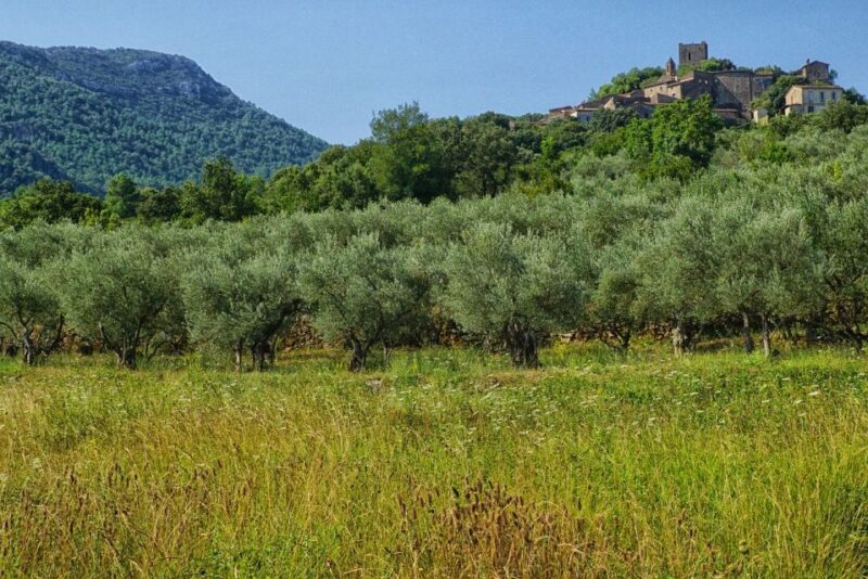 Palma De Mallorca: Son Juliana Wine Experience and Tasting - Indulging in the Exclusive Wine Tasting