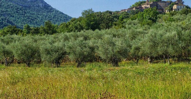Palma De Mallorca: Son Juliana Wine Experience and Tasting - A Vibrant Customer Endorsement