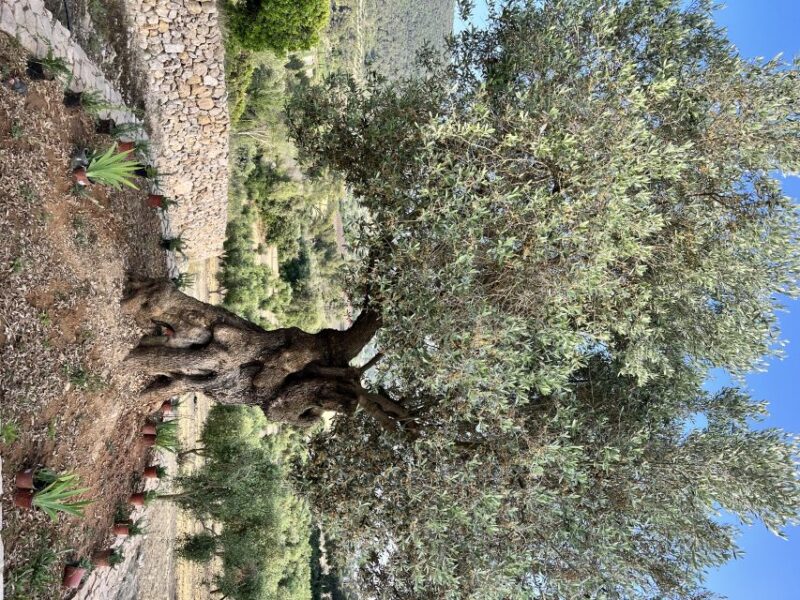Palma: Orange Farm, Olive Mill, & Winery Tour With Tastings - Enjoy a Local Picnic
