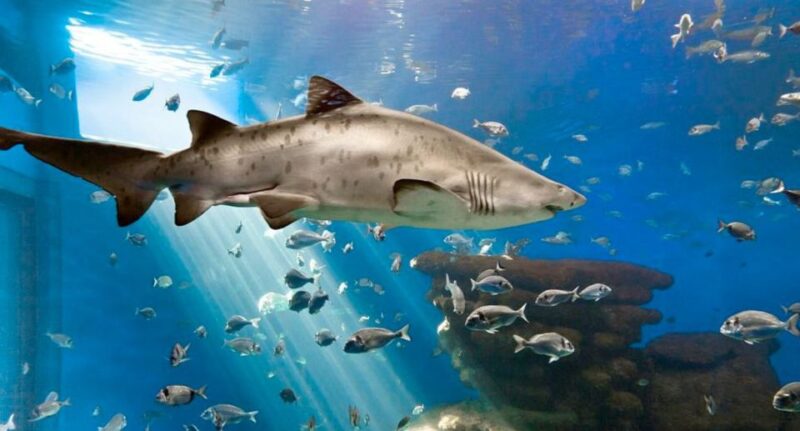 Palma: Palma Aquarium Ticket With Transfer Service - Shark Tank and Coral Exhibits