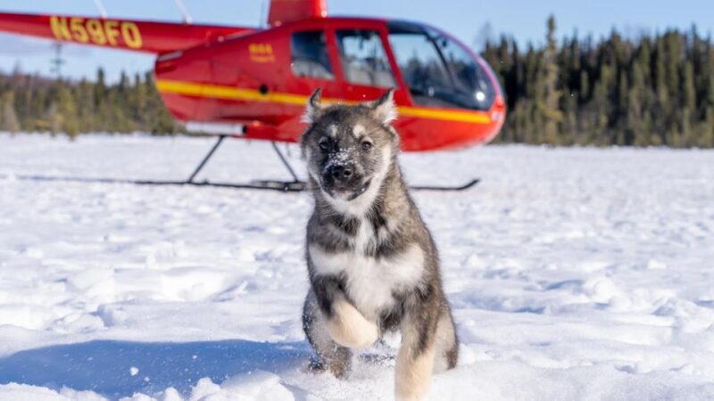 Palmer: Dogs and Glaciers Sledding and Helicopter Tour - Experience Highlights