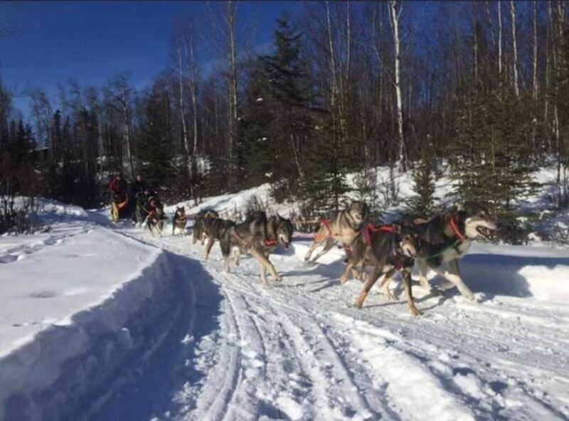 Palmer: Dogs and Glaciers Sledding and Helicopter Tour - Seasonal Details
