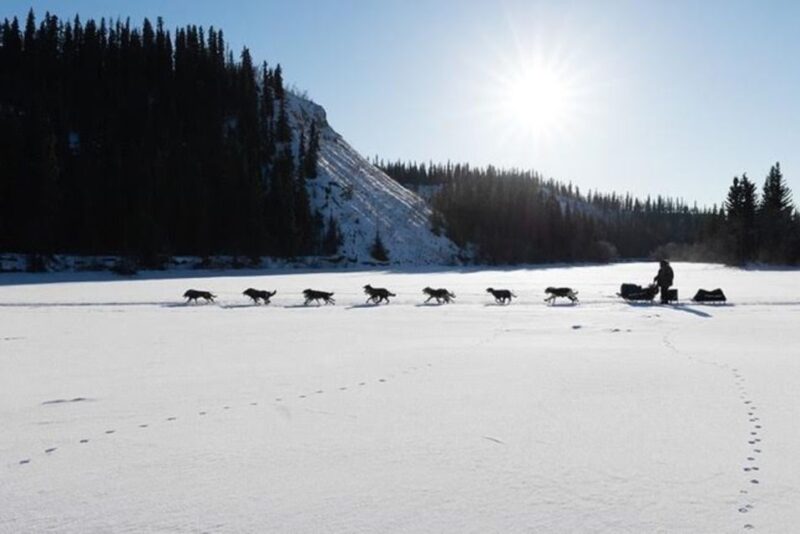 Palmer: Dogs and Glaciers Sledding and Helicopter Tour - Adventure Components