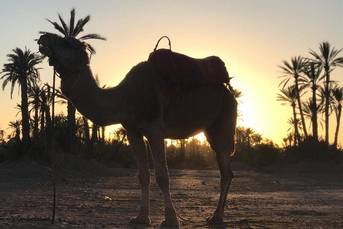 Palmerai Groove Camel Ride With Sunset - Key Points