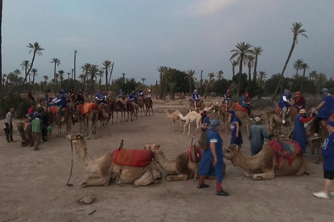 Palmerai Groove Camel Ride With Sunset - Meeting and Pickup