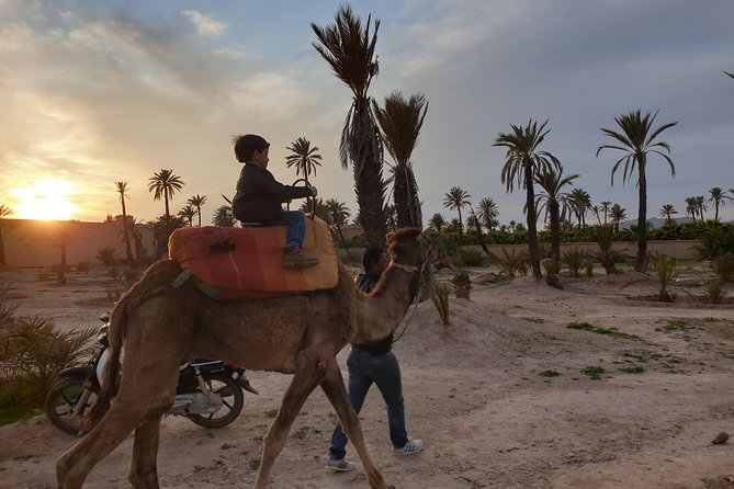 Palmerai Groove Camel Ride With Sunset - Camel Riding Experience