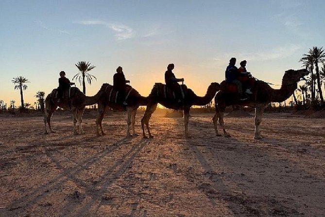 Palmerai Groove Camel Ride With Sunset - Sunset Spectacle