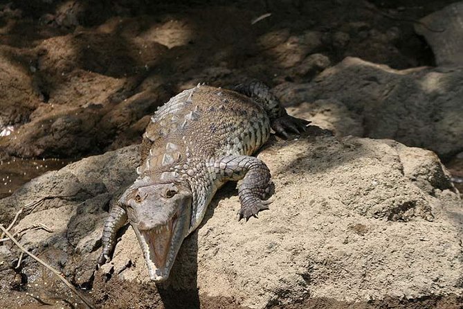 Palo Verde Boat Safari - Wildlife and Birdwatching