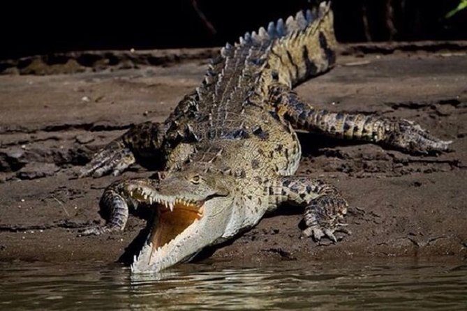 Palo Verde Boat Safari - Cuisine and Local Dining