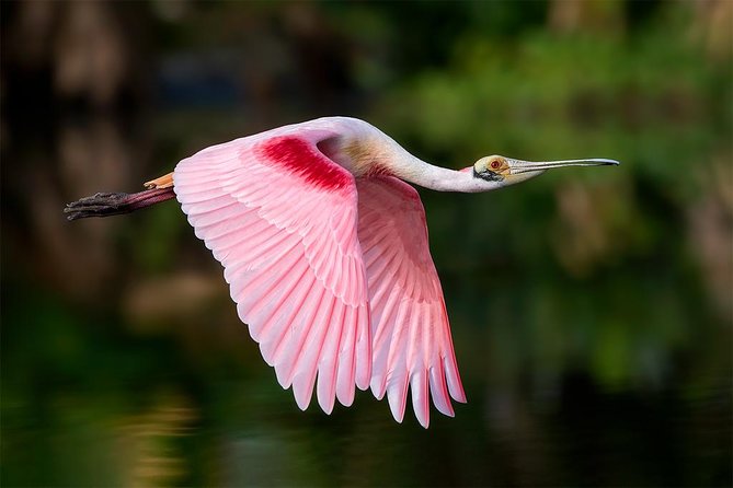Palo Verde Boat Tour - Cultural Insights