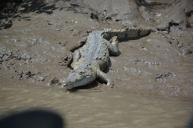 Palo Verde Boat Tour From Playa Flamingo - Cruise Experience