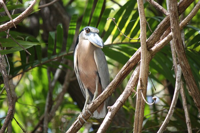 Palo Verde Boat Tours, Ortega - Boat Tour Pricing