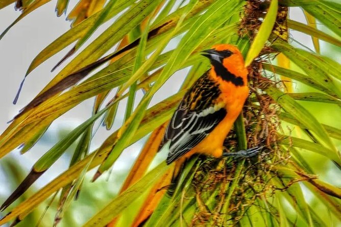 PALO VERDE NATIONAL PARK ( Boat Safari, 1/2 Day ) - Wildlife Viewing Opportunities