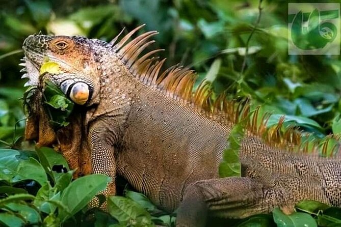 PALO VERDE NATIONAL PARK ( Boat Safari, 1/2 Day ) - Cultural Immersion and Local Lunch