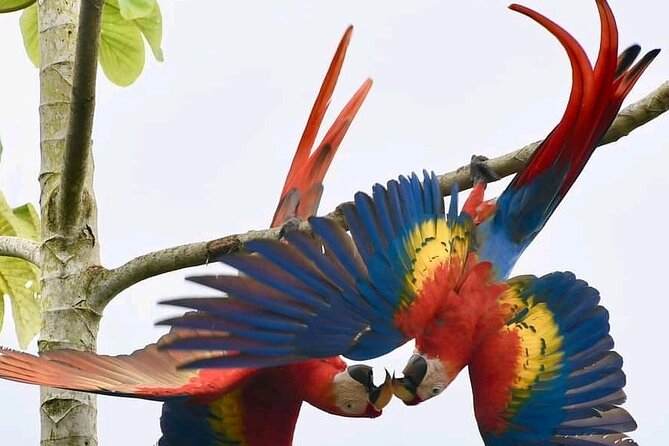 PALO VERDE NATIONAL PARK ( Boat Safari, 1/2 Day ) - Transportation and Pickup Locations
