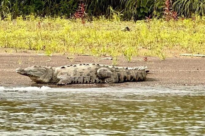 PALO VERDE NATIONAL PARK ( Boat Safari, 1/2 Day ) - Pricing and Booking Details