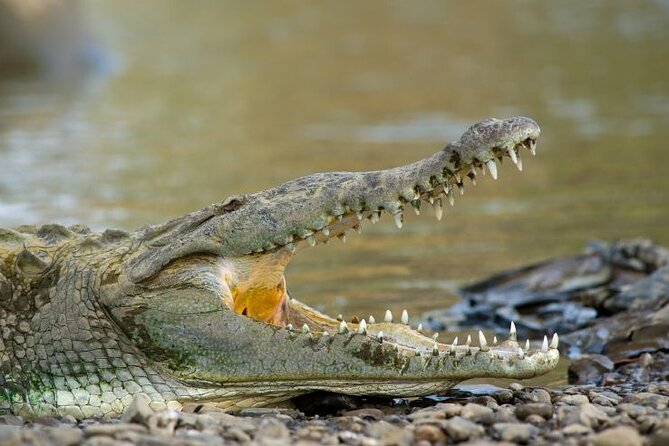 Palo Verde National Park by Costa Rica Xplores - Diverse Aquatic Ecosystem