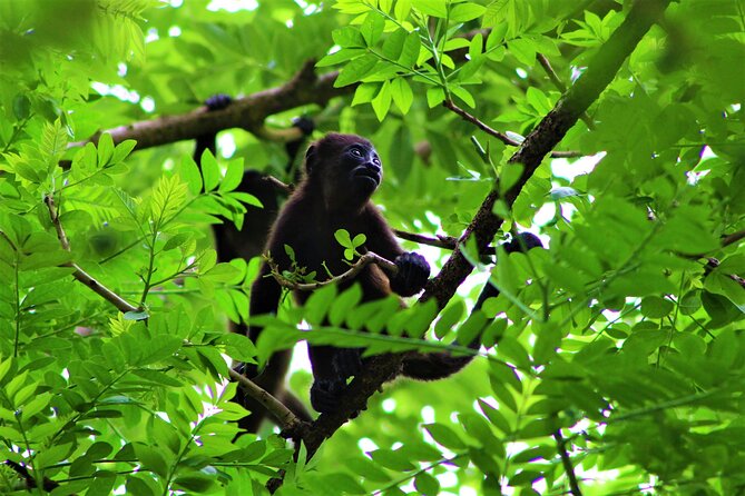 Palo Verde National Park - One Day Tour in Safari Wildlife- Tour Cultural - Key Points