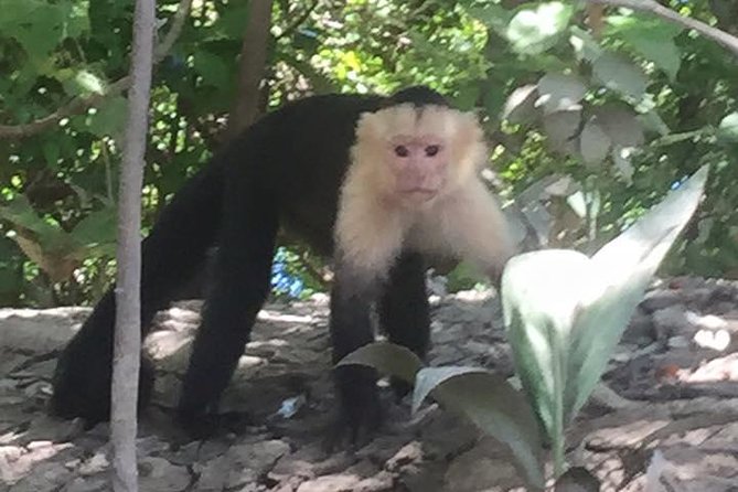 Palo Verde National Park River Jungle Safari - Wildlife Spotting