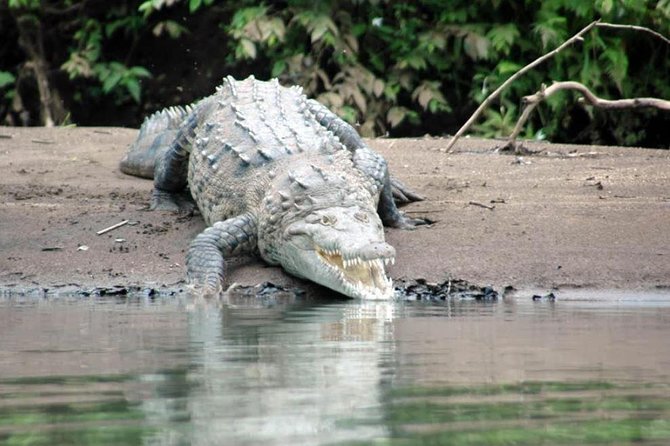 Palo Verde National Park River Jungle Safari - Pricing and Booking