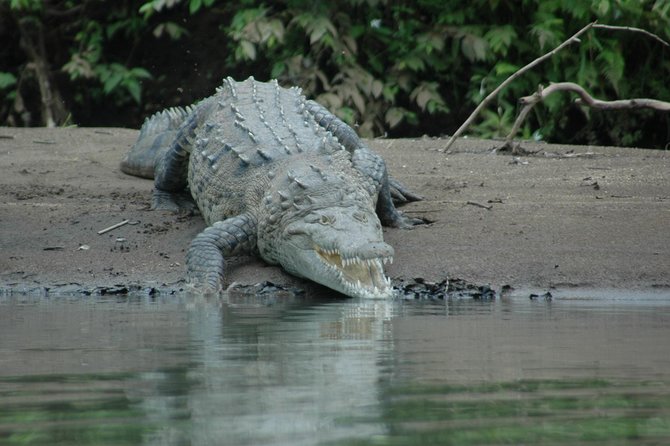Palo Verde National Park River Safari Boat Tour - Customer Feedback