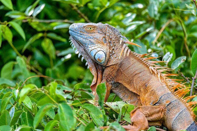 Palo Verde Wetlands Full Experience - Traveler Reviews and Feedback